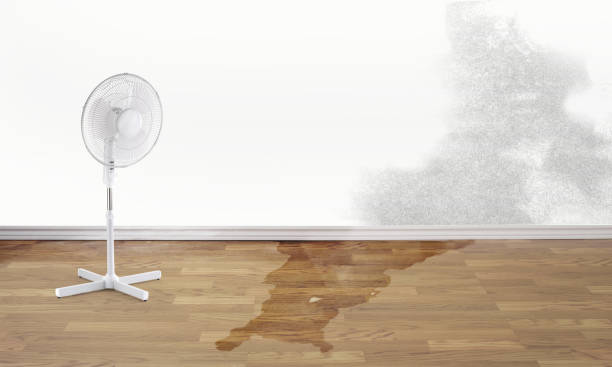 Best Carpet water damage restoration  in Toccoa, GA